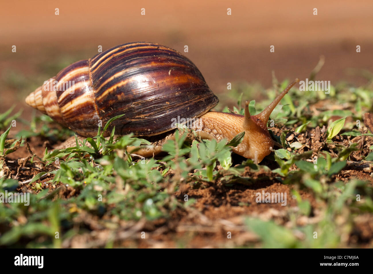 Giant african snail hires stock photography and images Alamy
