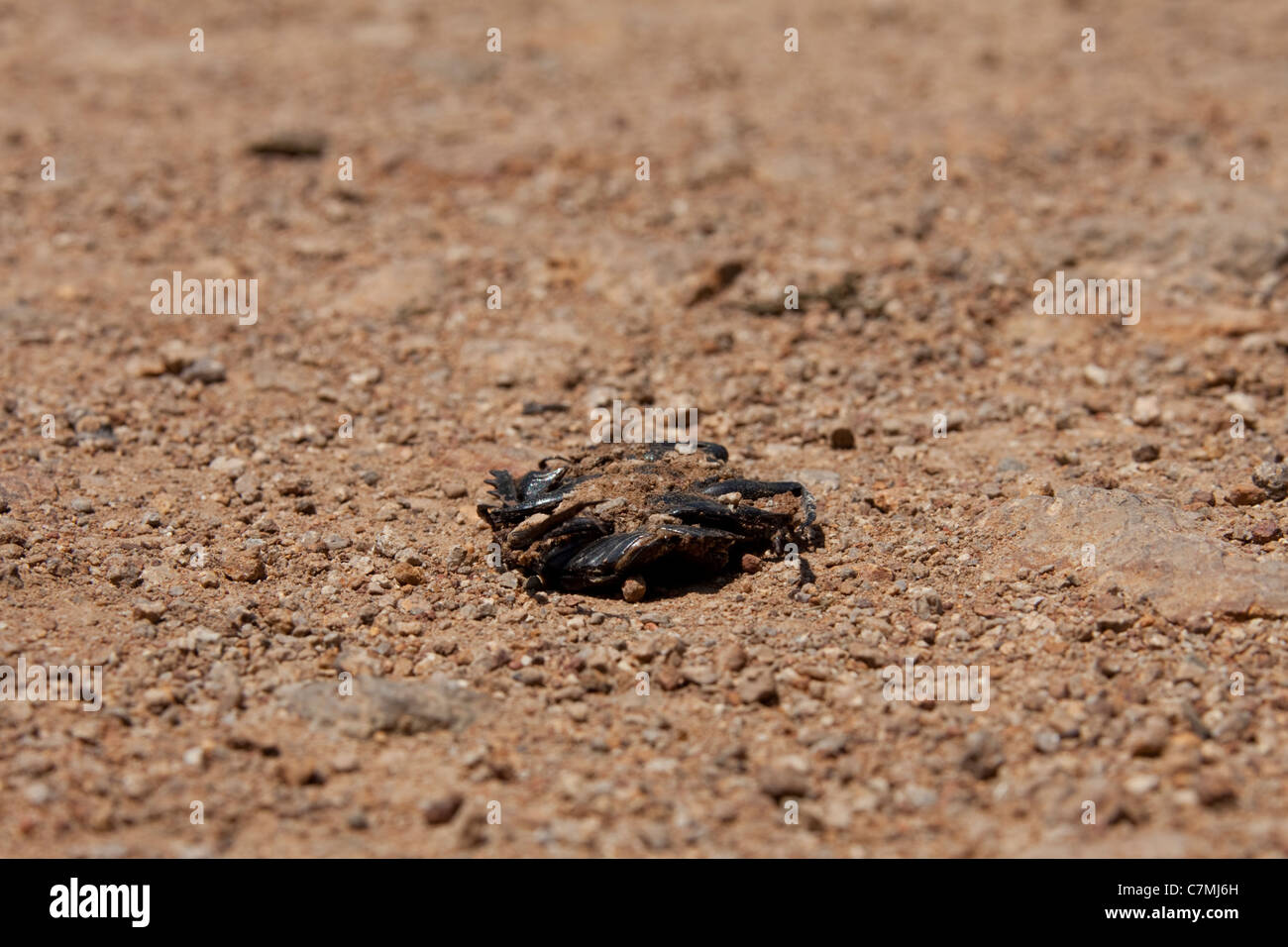 Dead dung beetle, casualty of road traffic. Stock Photo