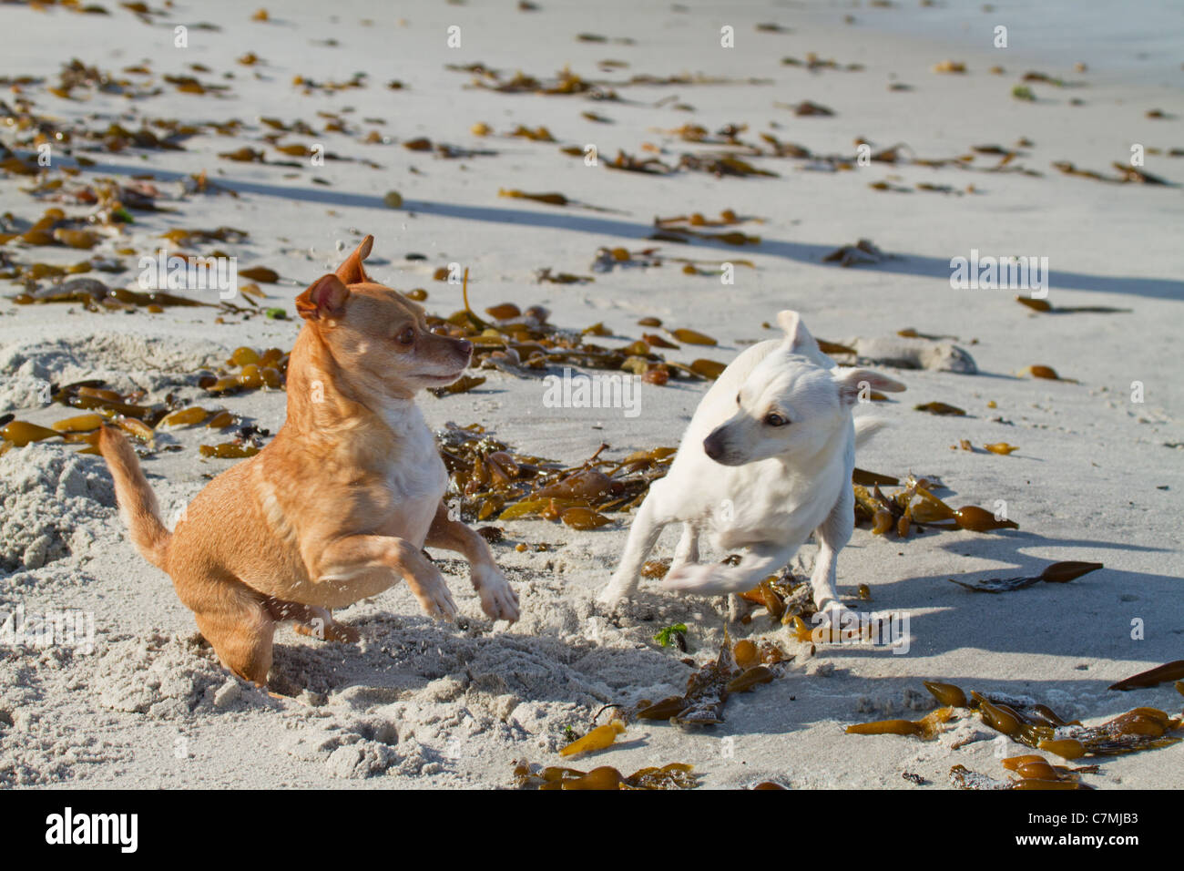 Small dogs playing in the sand of Carmel Beach, Carmel by the Sea, Monterey County, California, USA Stock Photo