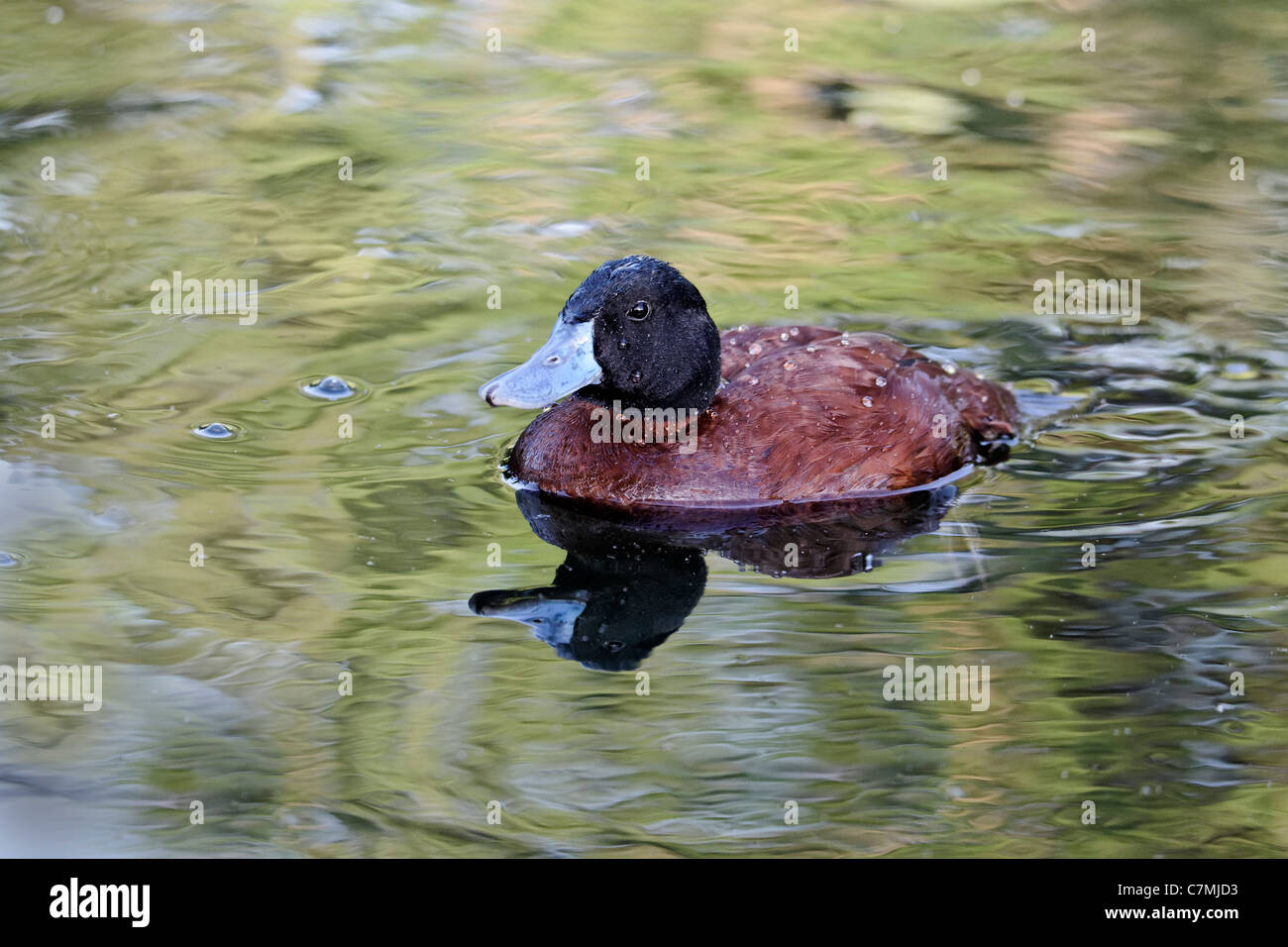 Lake duck or Argentine Ruddy Duck, Oxyura vittata, single male on water, London, May 2011 Stock Photo