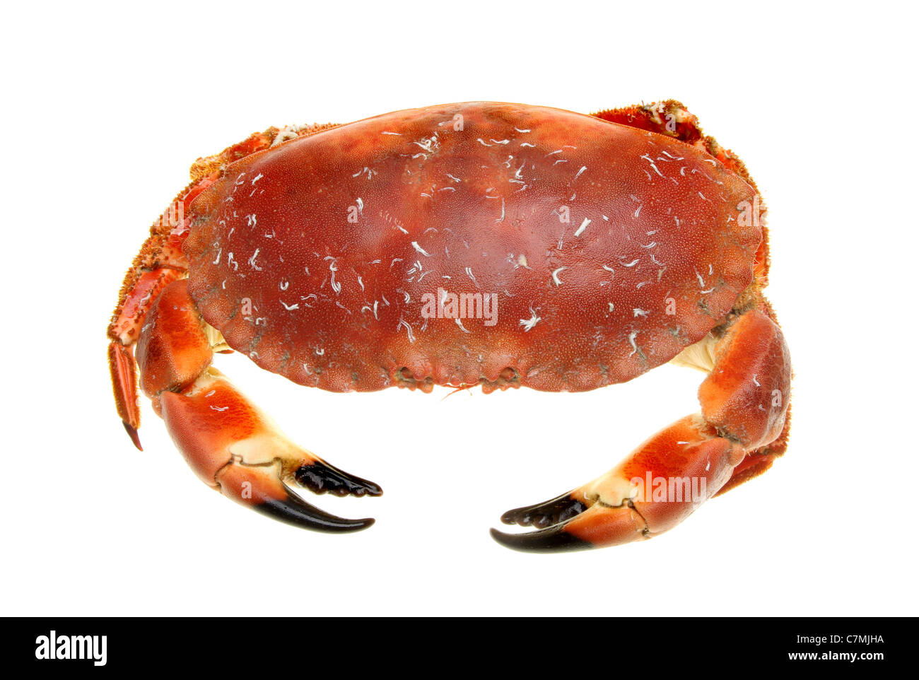 Cooked brown crab viewed from above isolated against white Stock Photo