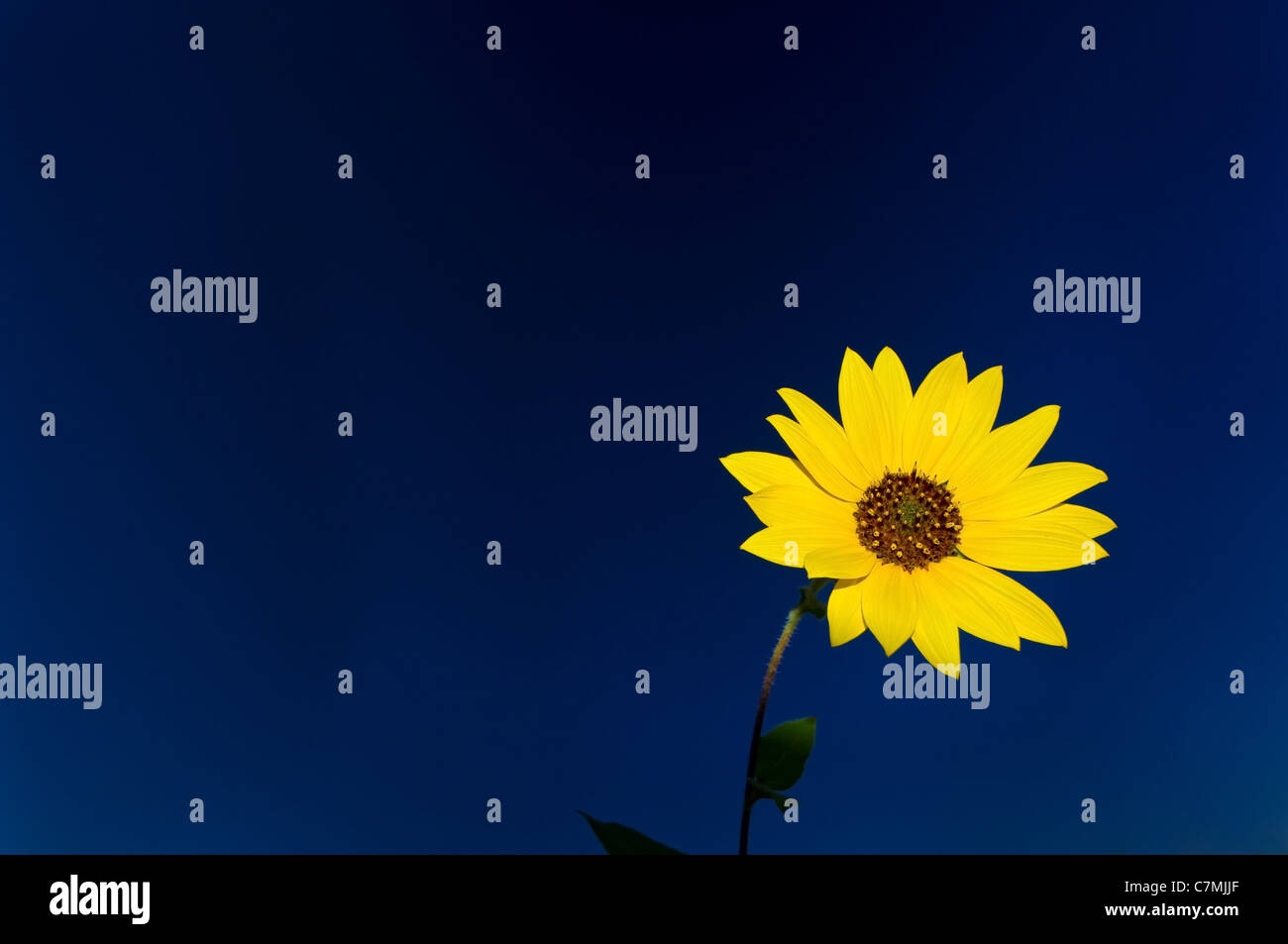 Yellow Flower with a pure blue sky background Stock Photo
