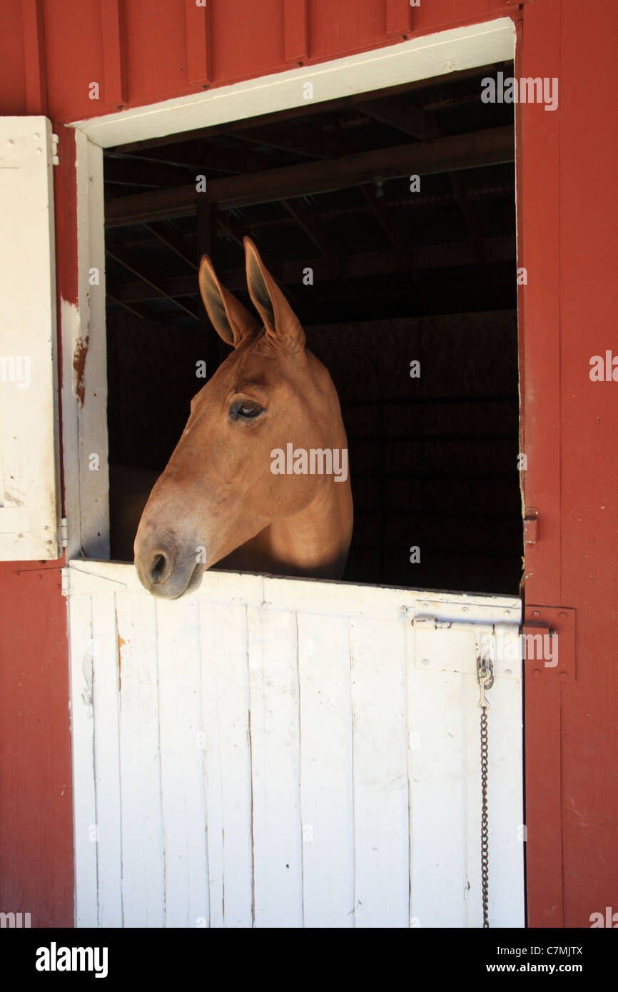 a mule pokes its head out of a stall door Stock Photo