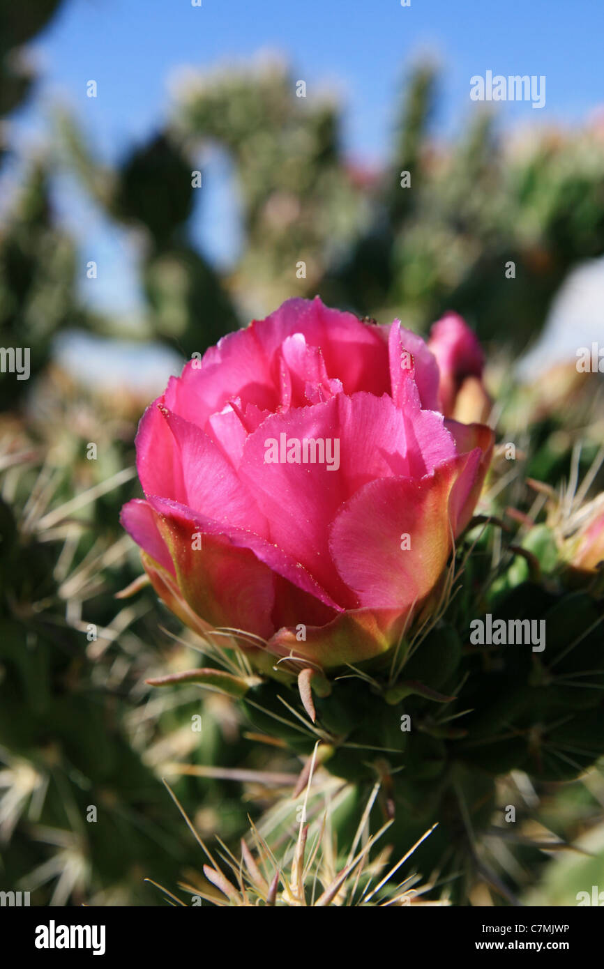 pink cholla cactus flower with shallow depth of field Stock Photo