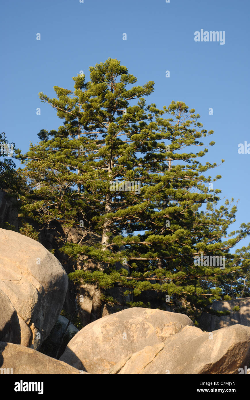 Hoop Pines & coastal granite rock formation, Bremner Point, Geoffrey Bay, Magnetic Island, Townsville, Queensland, Australia Stock Photo