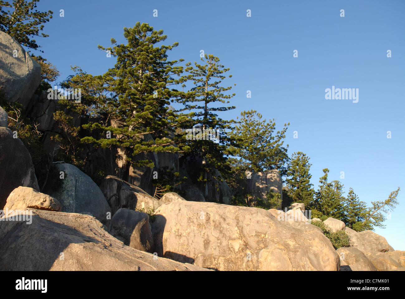 Hoop Pines and coastal granite rock formation, Bremner Point, Geoffrey Bay, Magnetic Island, Townsville, Queensland, Australia Stock Photo