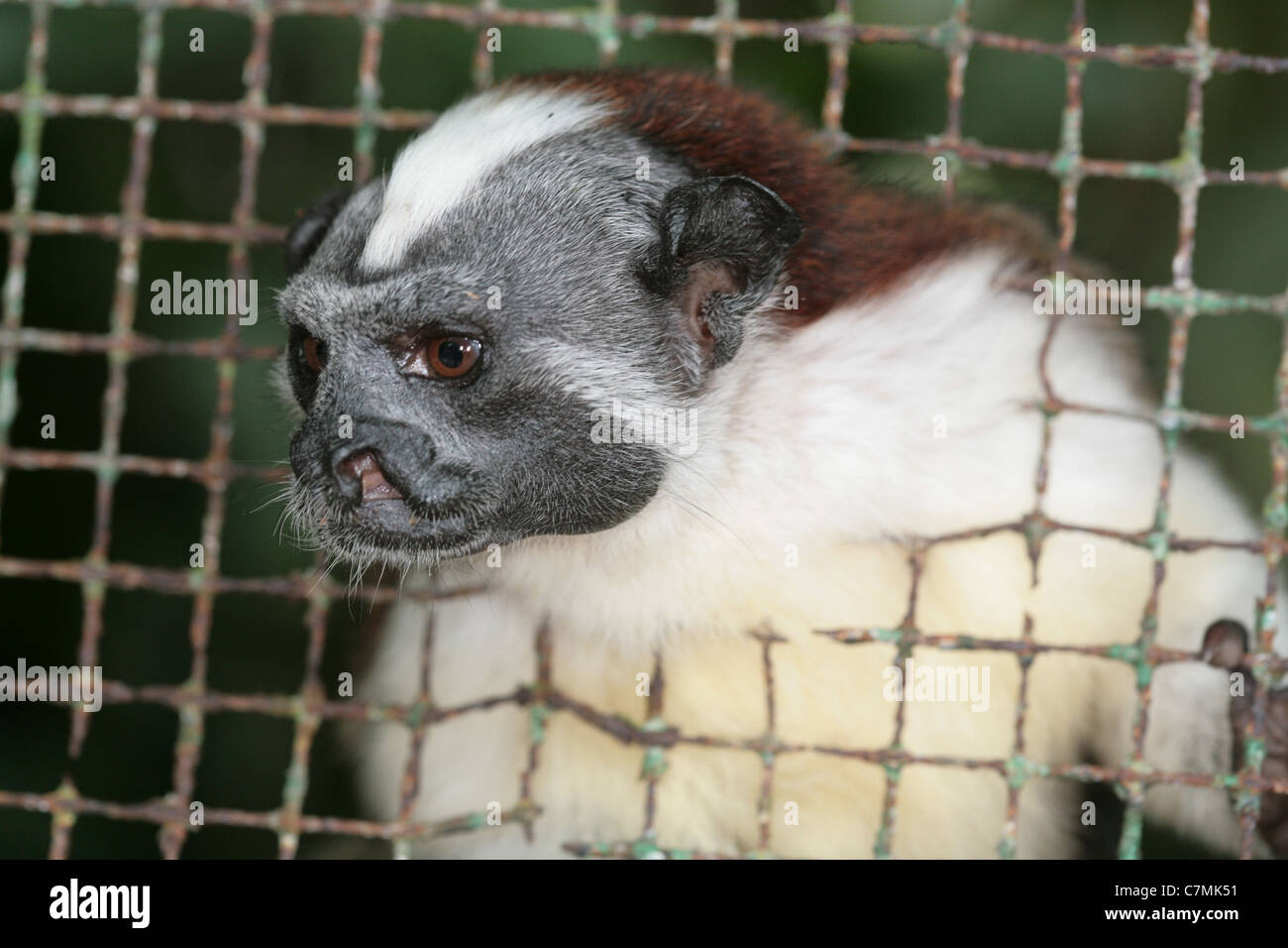 Panamanian tamarin Stock Photo