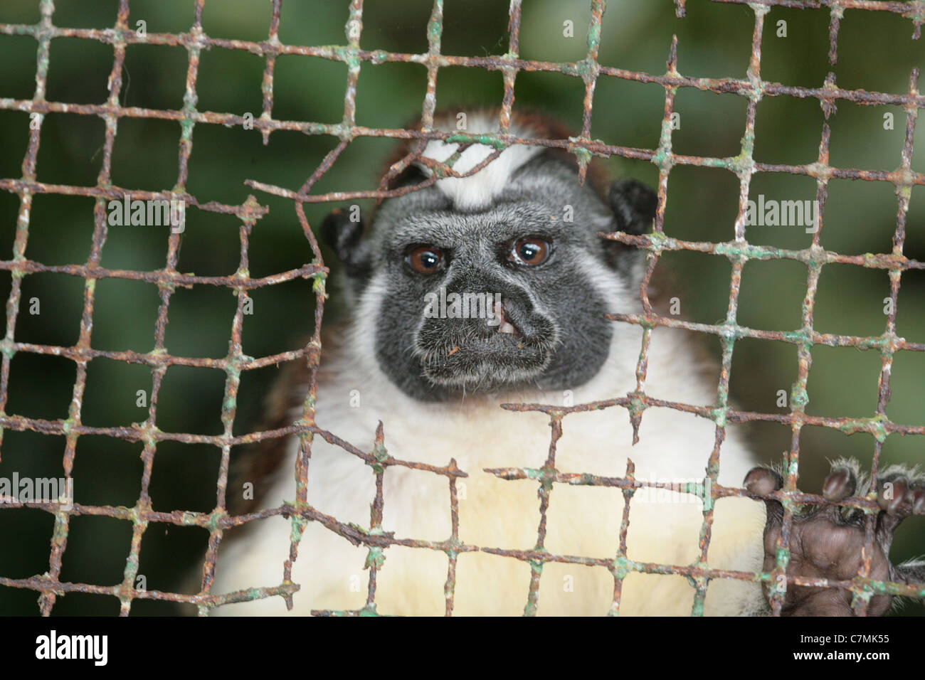 Panamanian tamarin Stock Photo