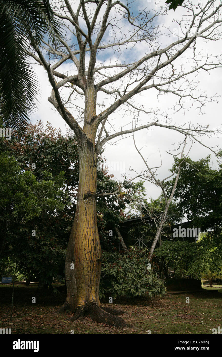 Panama Tree at the Summit Gardens, Panama City, Panama. Stock Photo