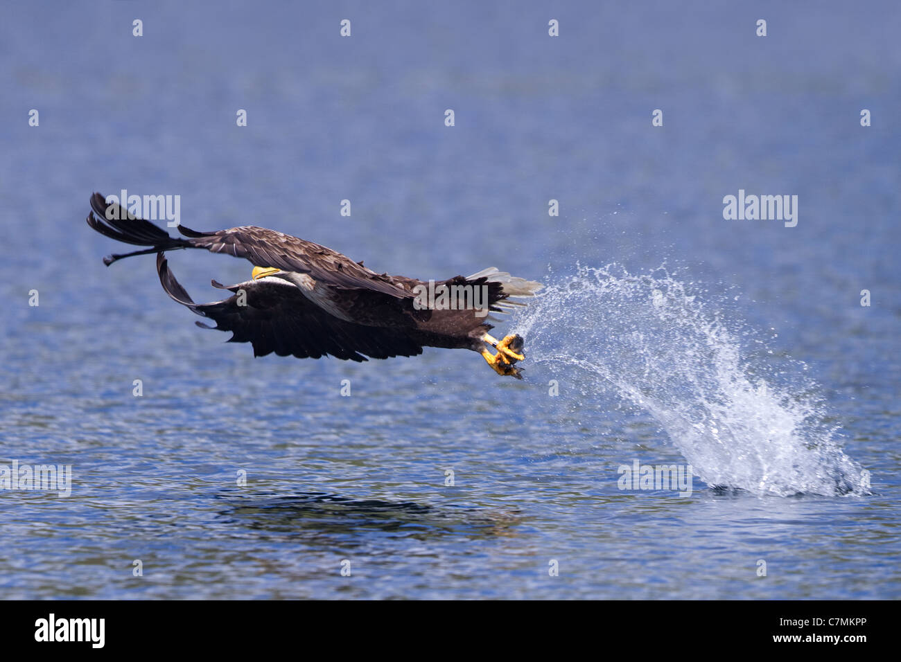 Biggest sea eagle hi-res stock photography and images - Alamy