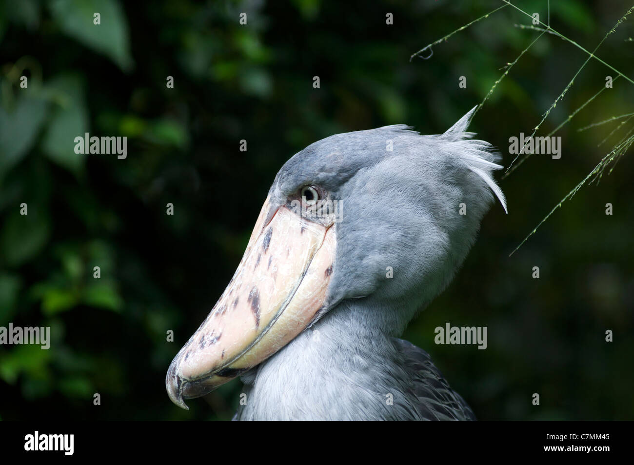 shoebill stork video sound shoebill stork video sound