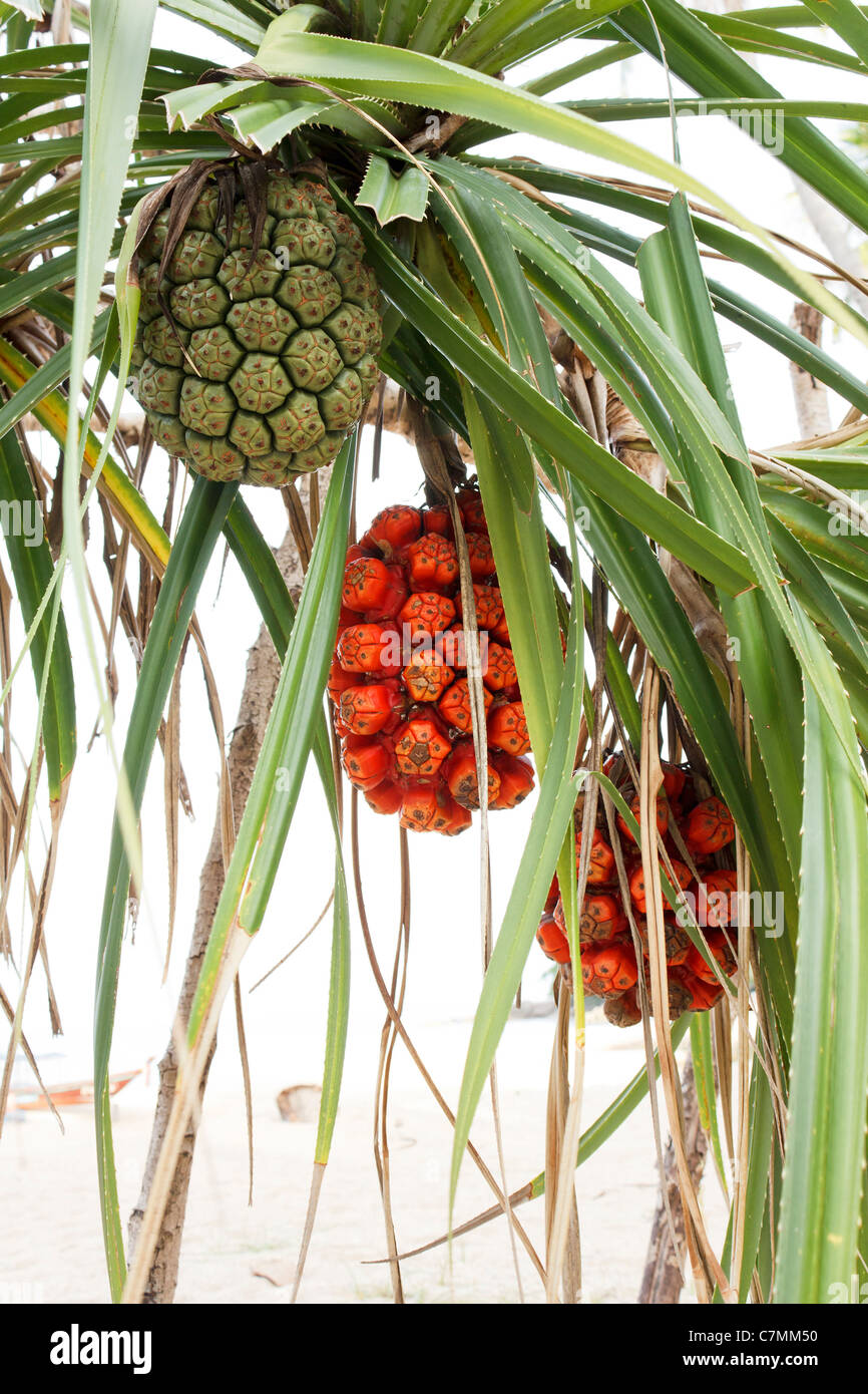 Pandanus tree is tropical tree grow in mangrove forest and beach Stock