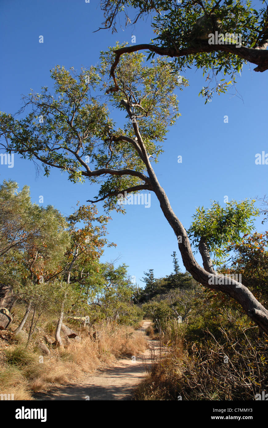 view of dirt track and koala up a gum tree, The Forts walk, Magnetic island,  Townsville, Queensland, Australia Stock Photo - Alamy