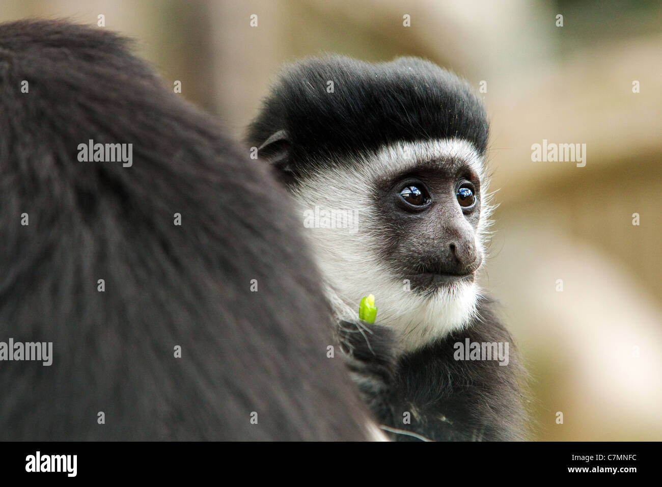 A baby Black and white colobus monkey. Stock Photo