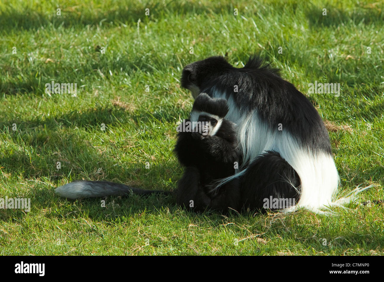 A baby and mother Black and white colobus monkey. Stock Photo