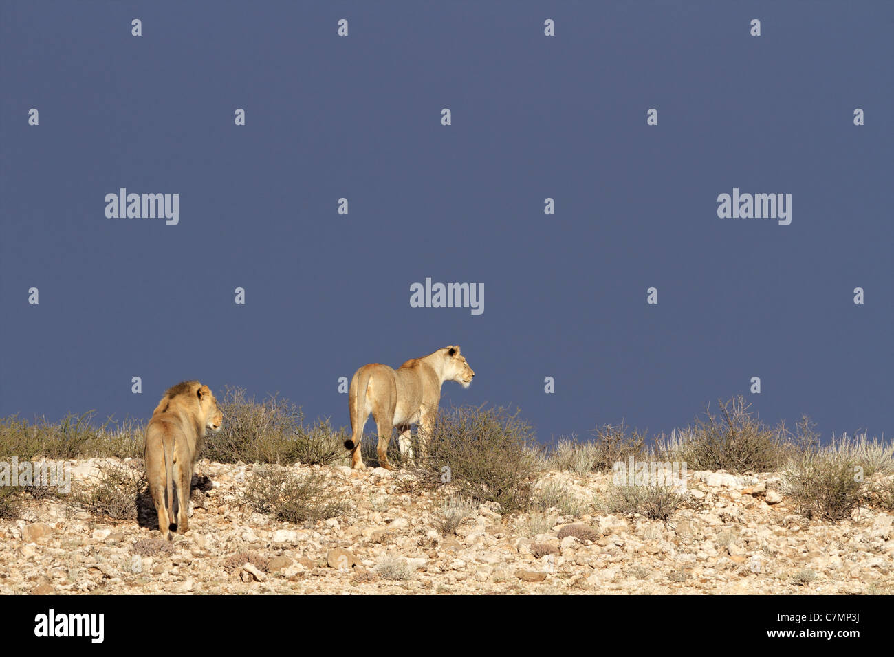 Two African lions (Panthera leo) walking in Kalahari desert landscape, South Africa Stock Photo