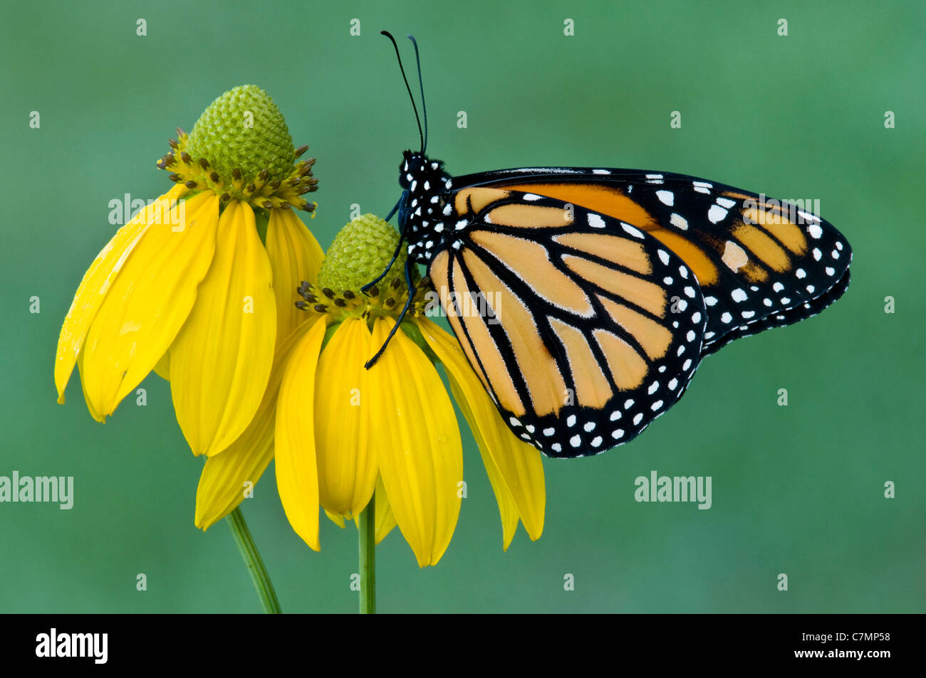 Monarch Butterfly danaus plexippus feeding nectaring pollinating Gray Conehead flower Michigan USA Stock Photo