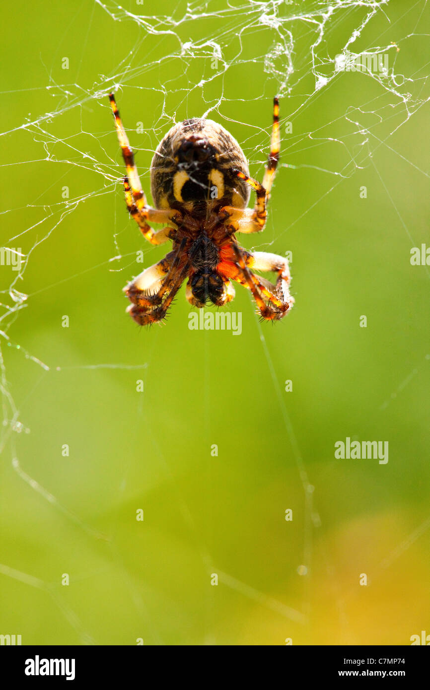 European garden spider, diadem spider, cross spider, or cross orbweaver (Araneus diadematus) on web Stock Photo