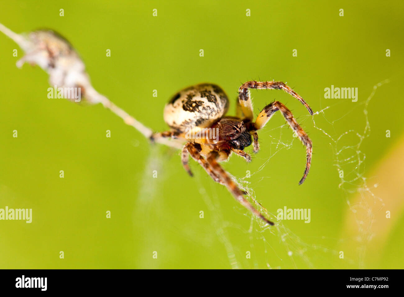 European garden spider, diadem spider, cross spider, or cross orbweaver (Araneus diadematus) on web Stock Photo