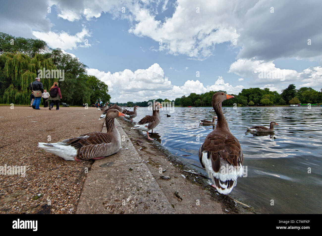 Red-crested Pochards, Hyde Park, London, England Stock Photo