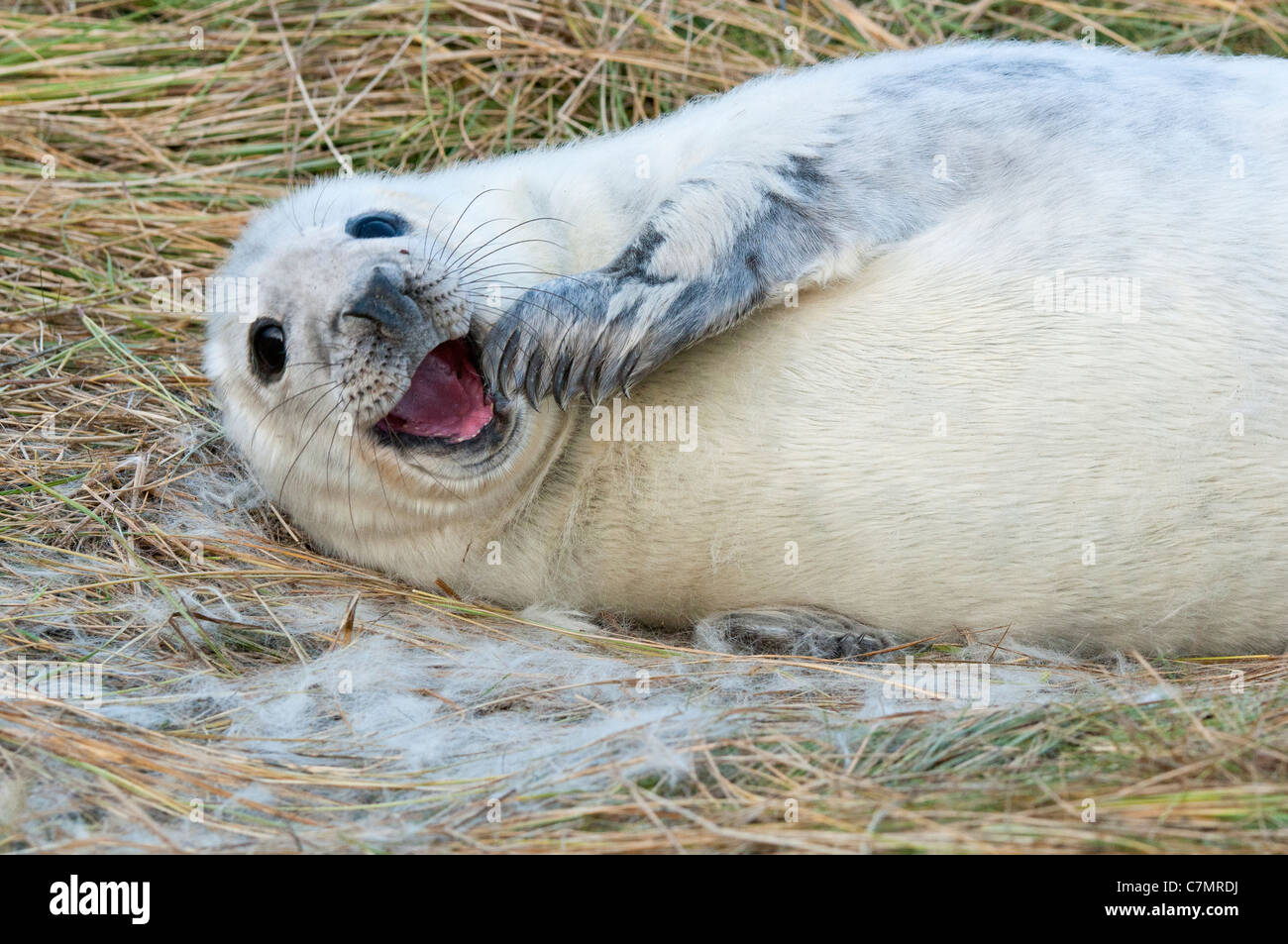 Baby grey seal moulting Stock Photo