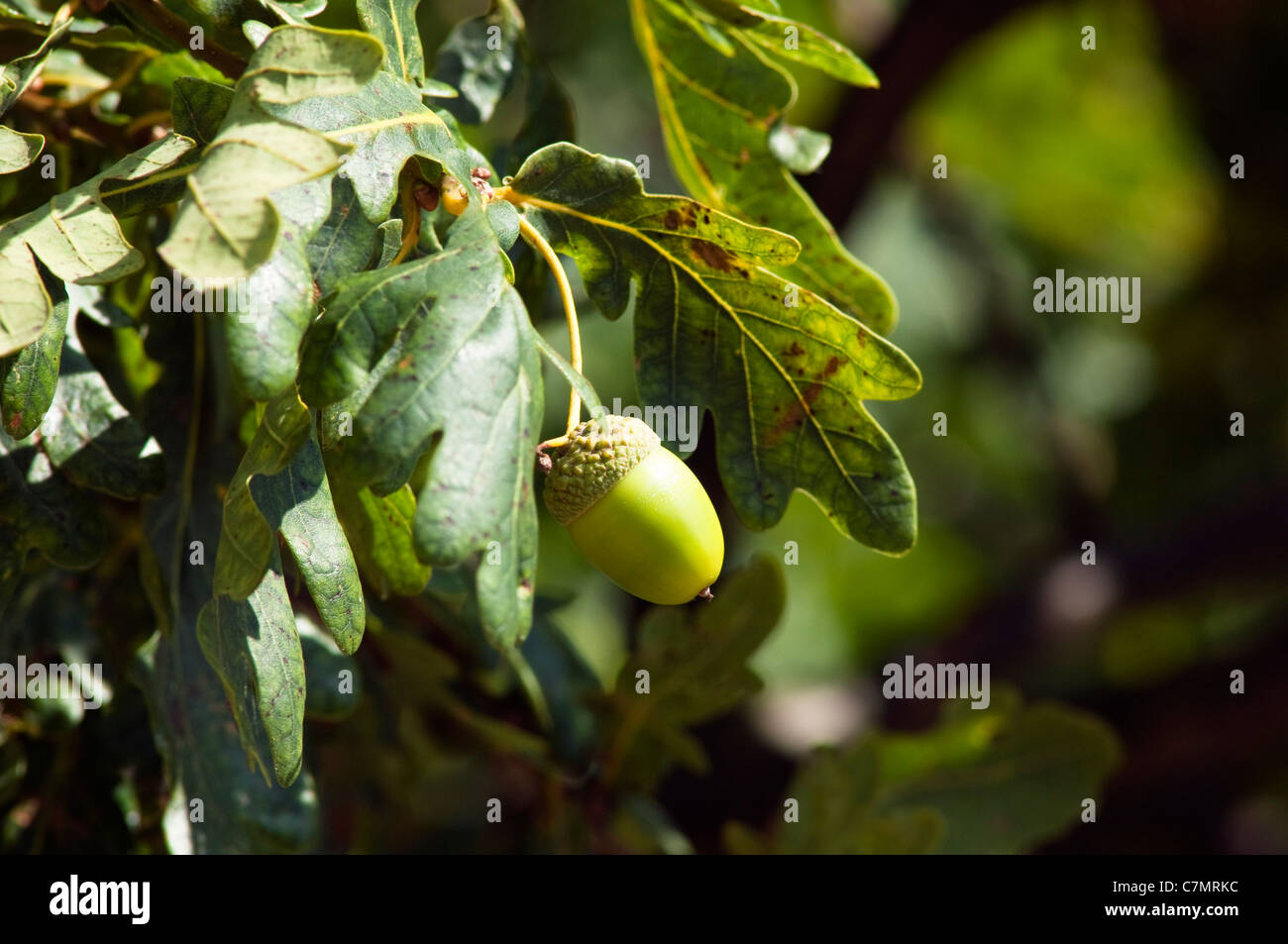 Acorn oak tree hires stock photography and images Alamy