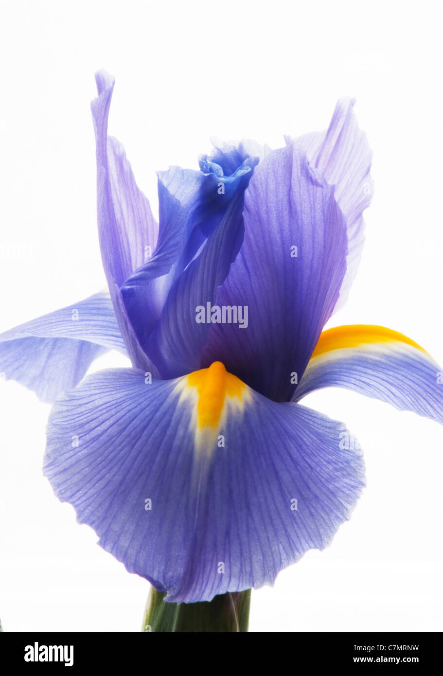 Iris flower,portrait of  Iris Flower Stock Photo