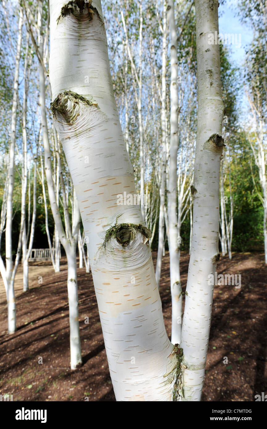 White Birch trees garden of Himalayan birch Uk Stock Photo