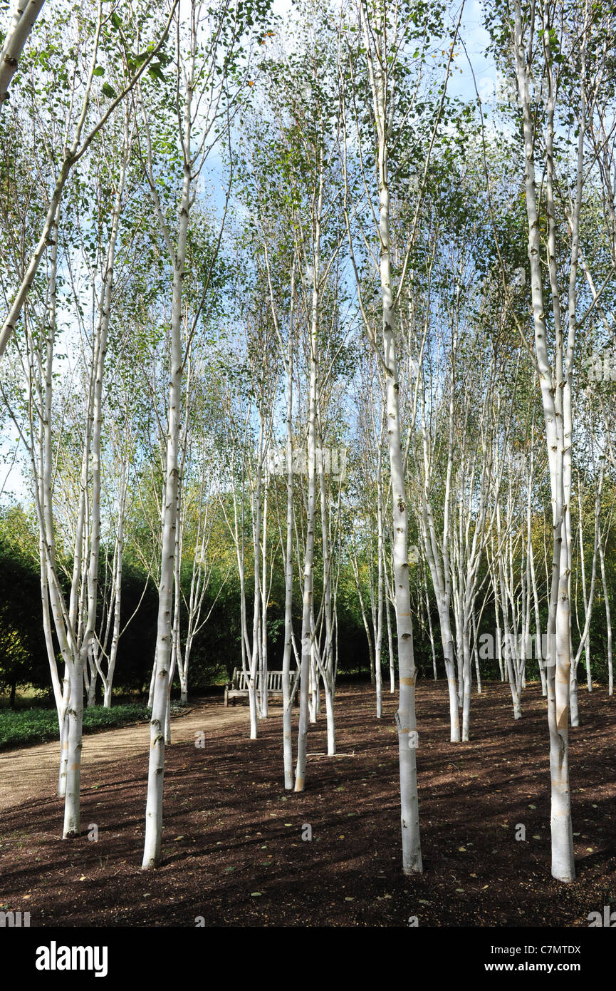 White Birch trees in garden of Himalayan birch Uk Stock Photo Alamy