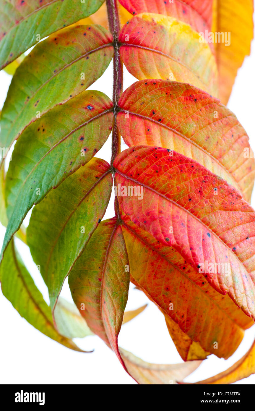 Close Up of Autumn Leaves on a White Background Stock Photo - Alamy