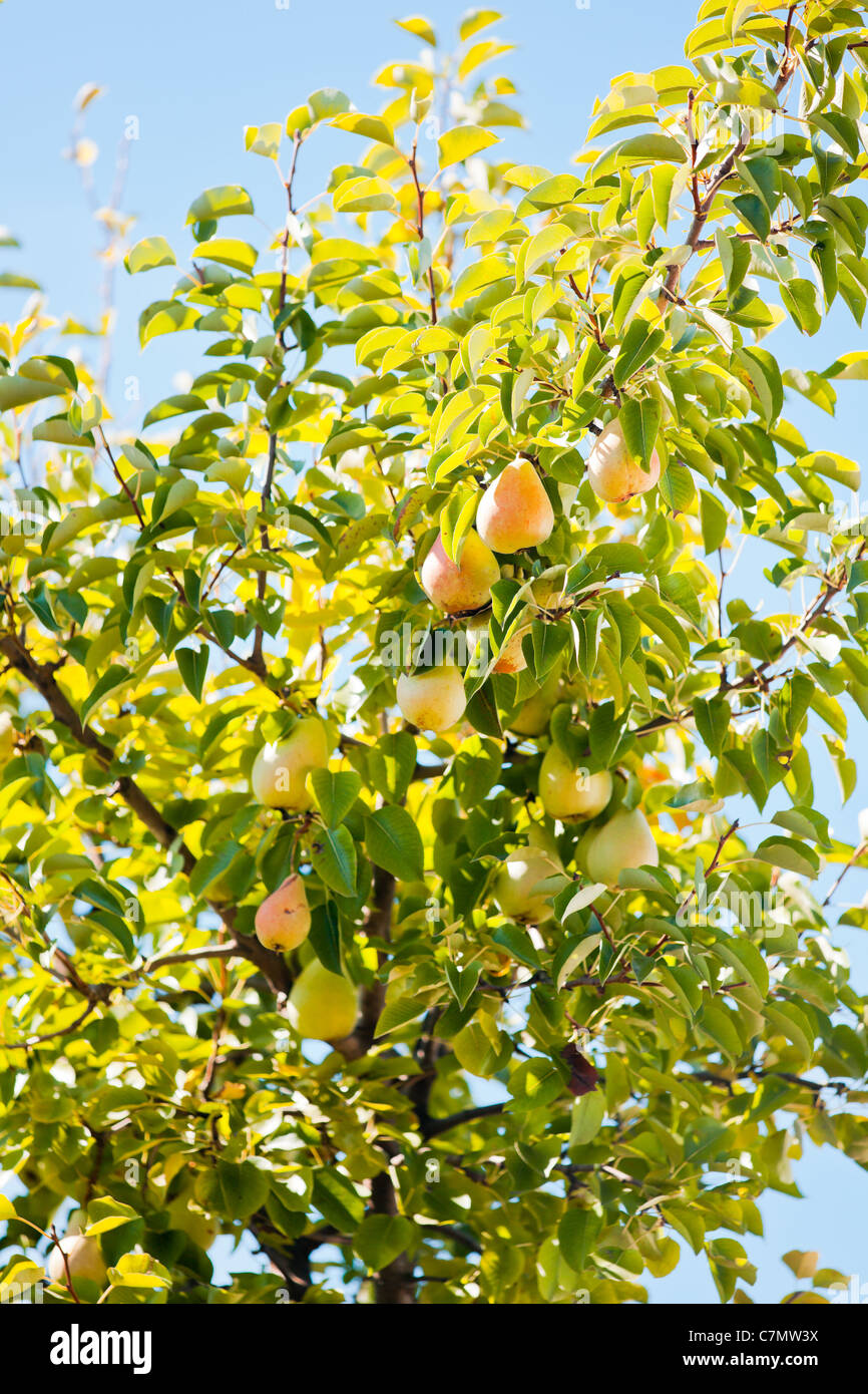 Ripe pears tree hires stock photography and images Alamy