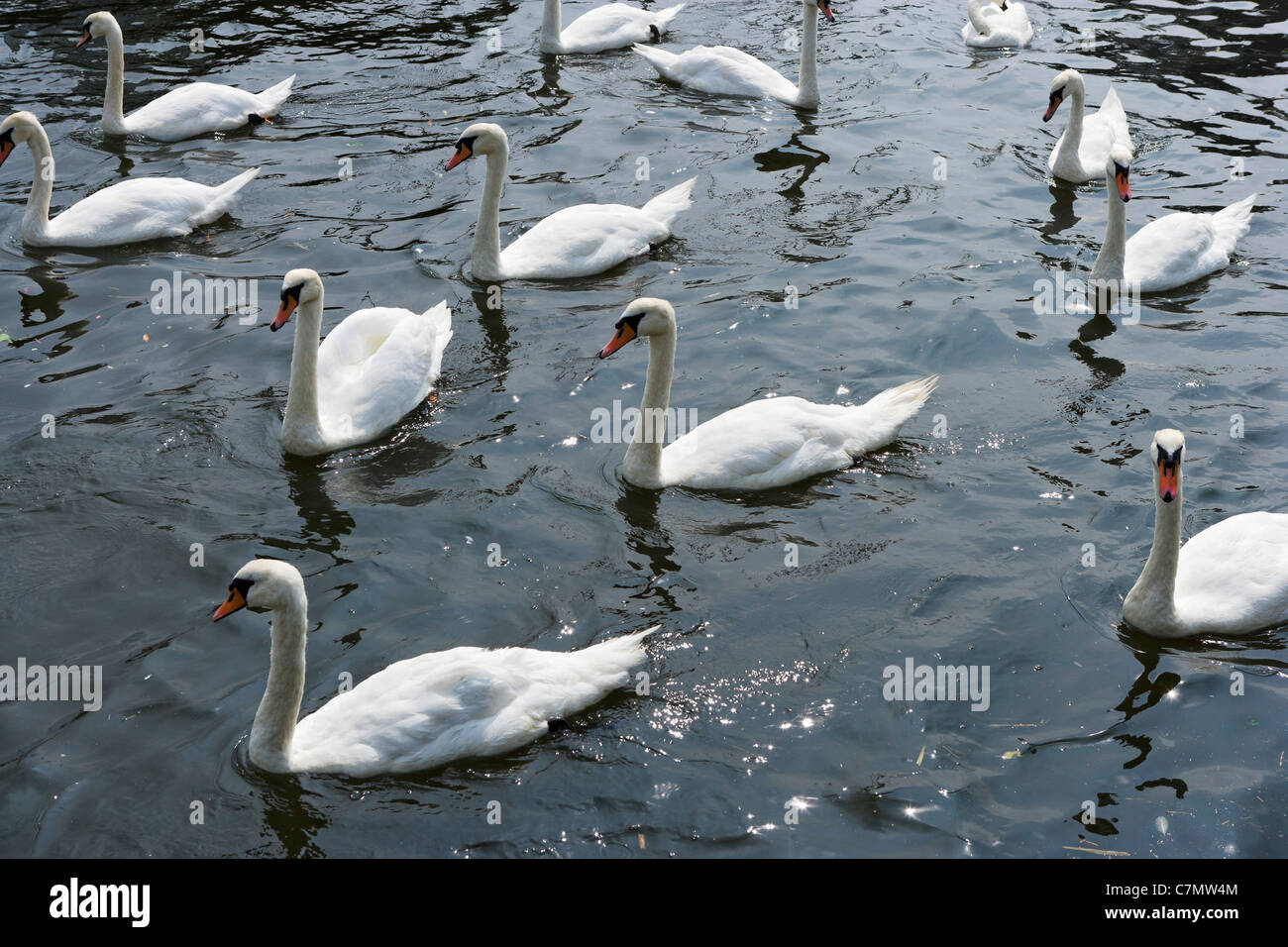 White swans on the River Stour at Town Quay, Christchurch, Dorset, England, UK Stock Photo