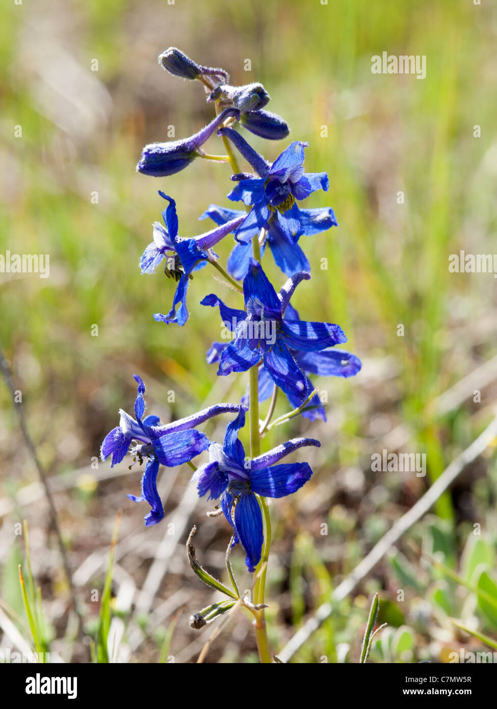 Larkspur Delphinium High Resolution Stock Photography and Images - Alamy