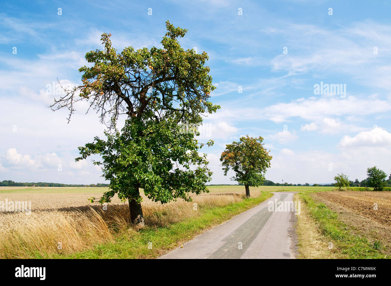 Fruit trees along a rural countryside road between Bierde and Borstel near Petershagen in Ostwestfalen-Lippe. Stock Photo