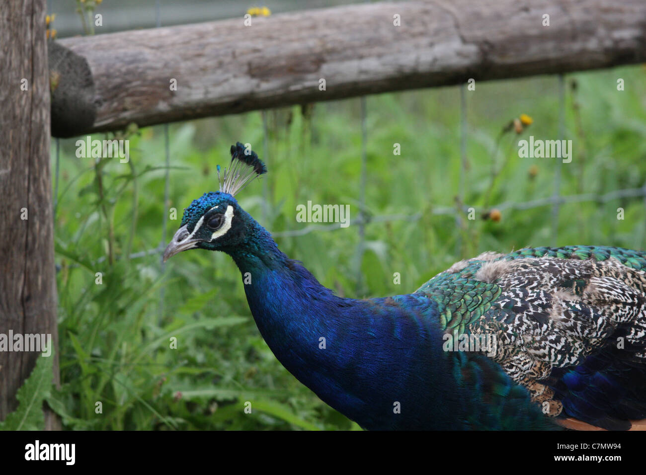 peacock head closeup outdoor Stock Photo