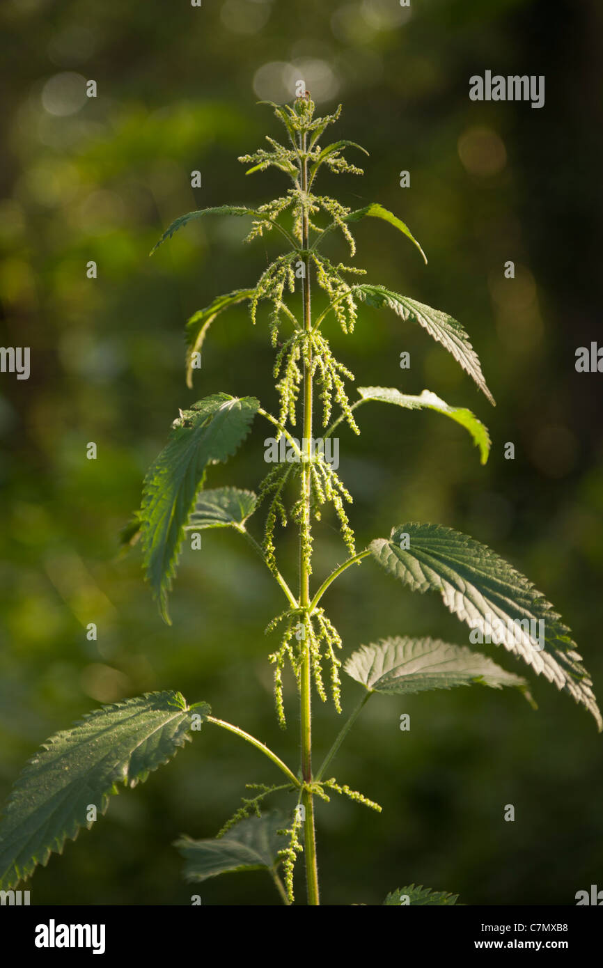 Stinging Nettle-URTICA DIOICA-close-up Stock Photo