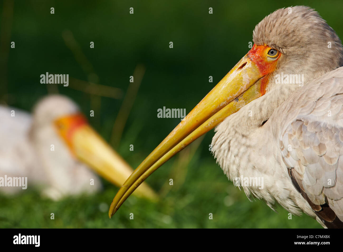 Two Painted Storks on a green field of grass Stock Photo