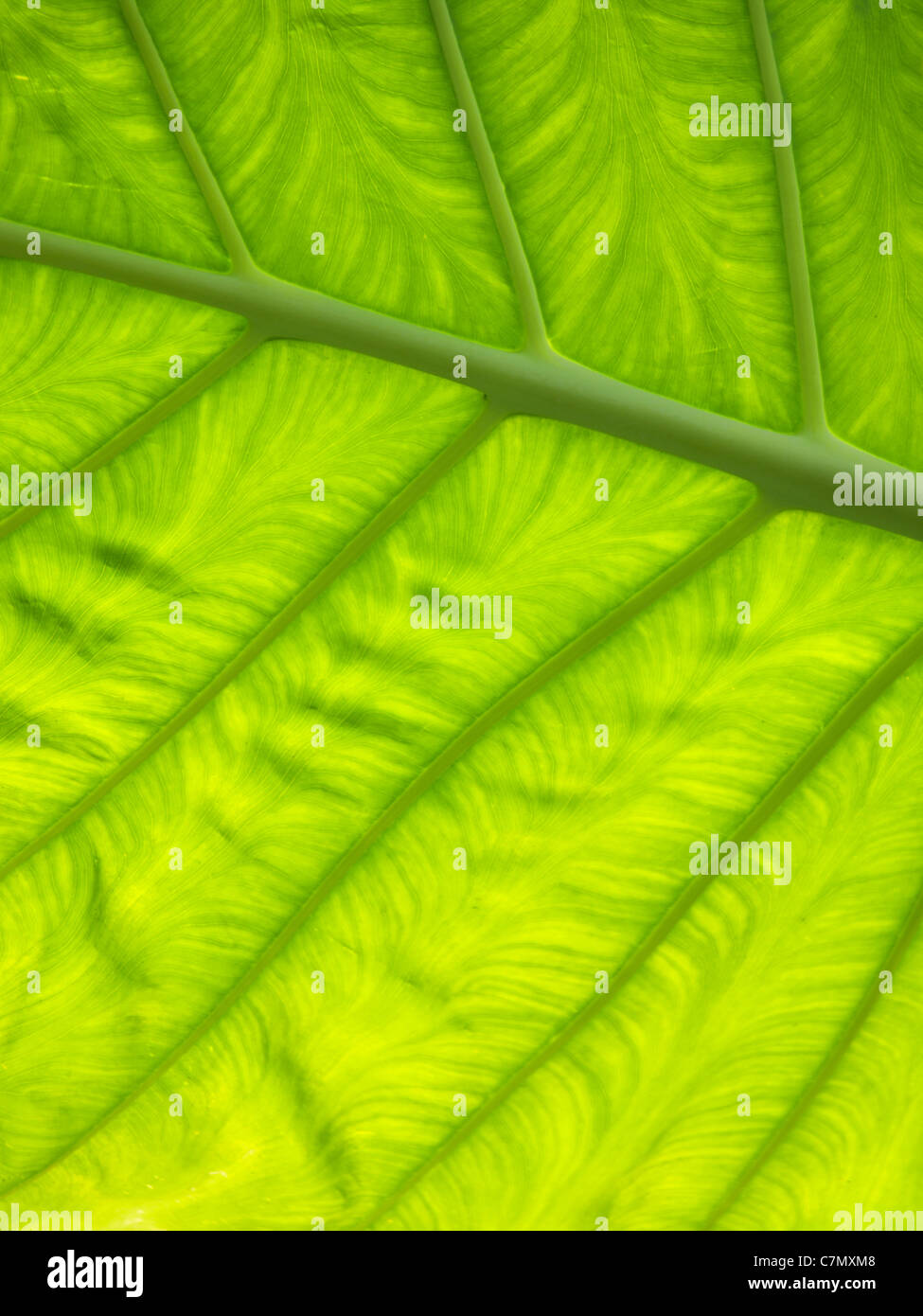 Green leaf Stock Photo