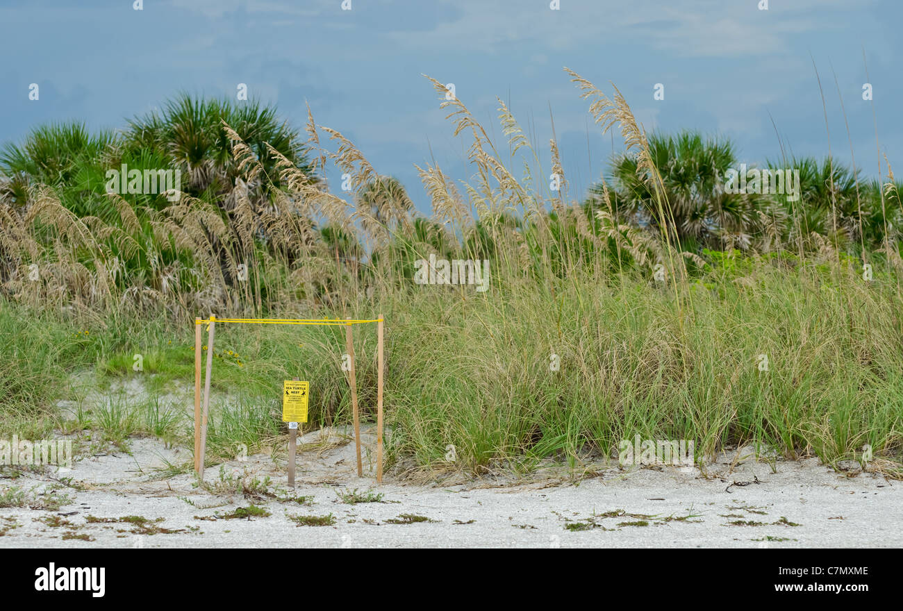 Sea Turtle Nest in Clearwater Florida - Honeymoon Island Stock Photo