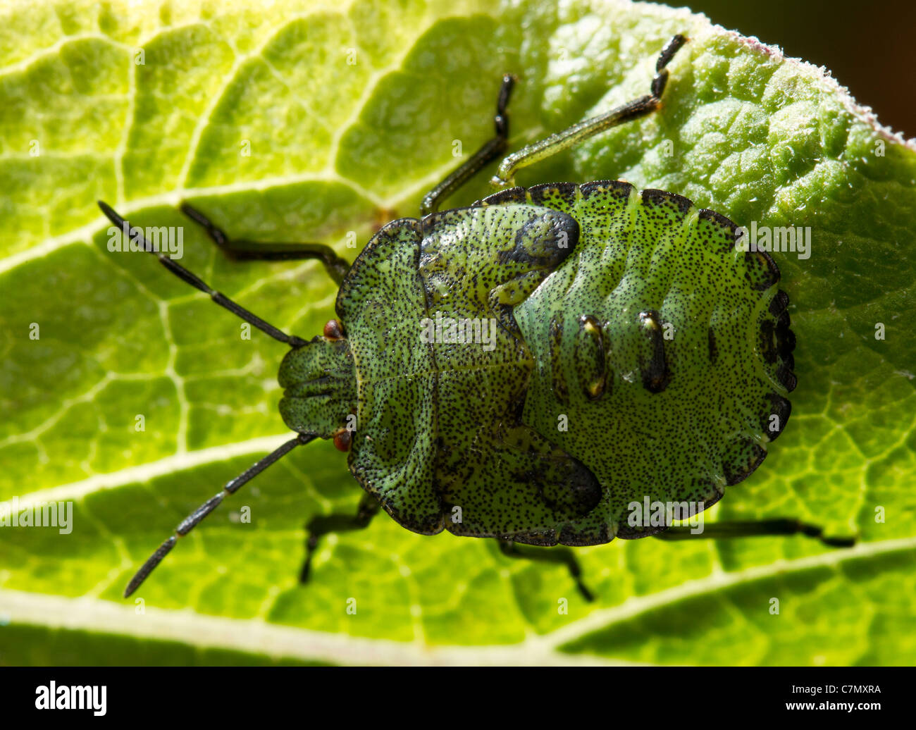 Final instar nymph of the green shieldbug (Palomena prasina) Stock Photo