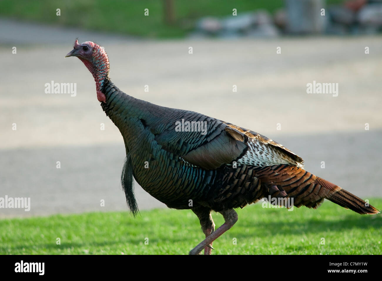 Wild turkey or melagris gallopavo walking across grass Stock Photo