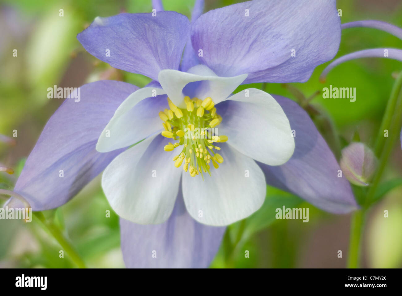 columbine plant in full bloom with purple and white petals surrounding the stamen, filament and anthers Stock Photo