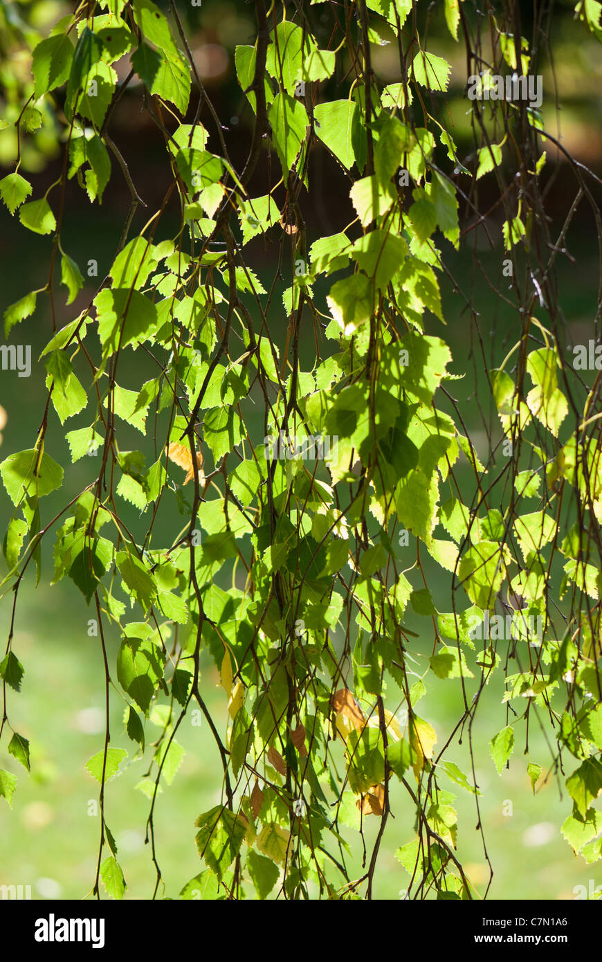 leaves betula pendula youngi betulaceae Stock Photo