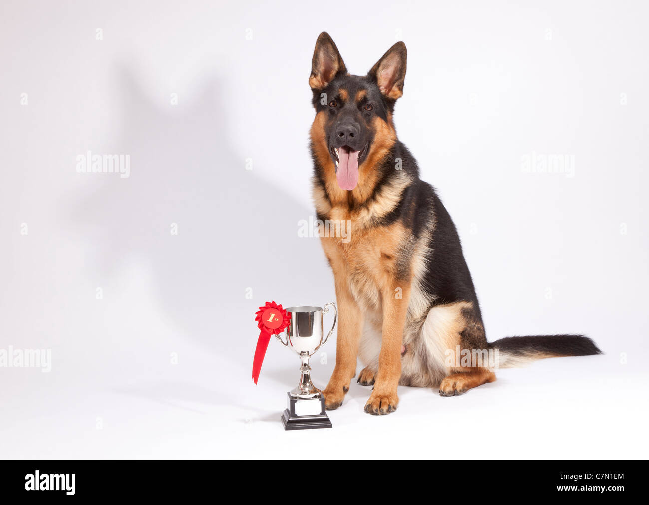 german shepherd 10 months