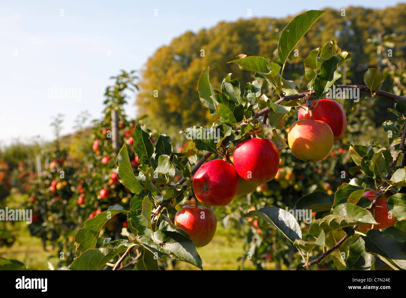 Trees and branches with red, ripe Initial apples ready for picking at the pick-your-own orchard in Trørød, Denmark Stock Photo