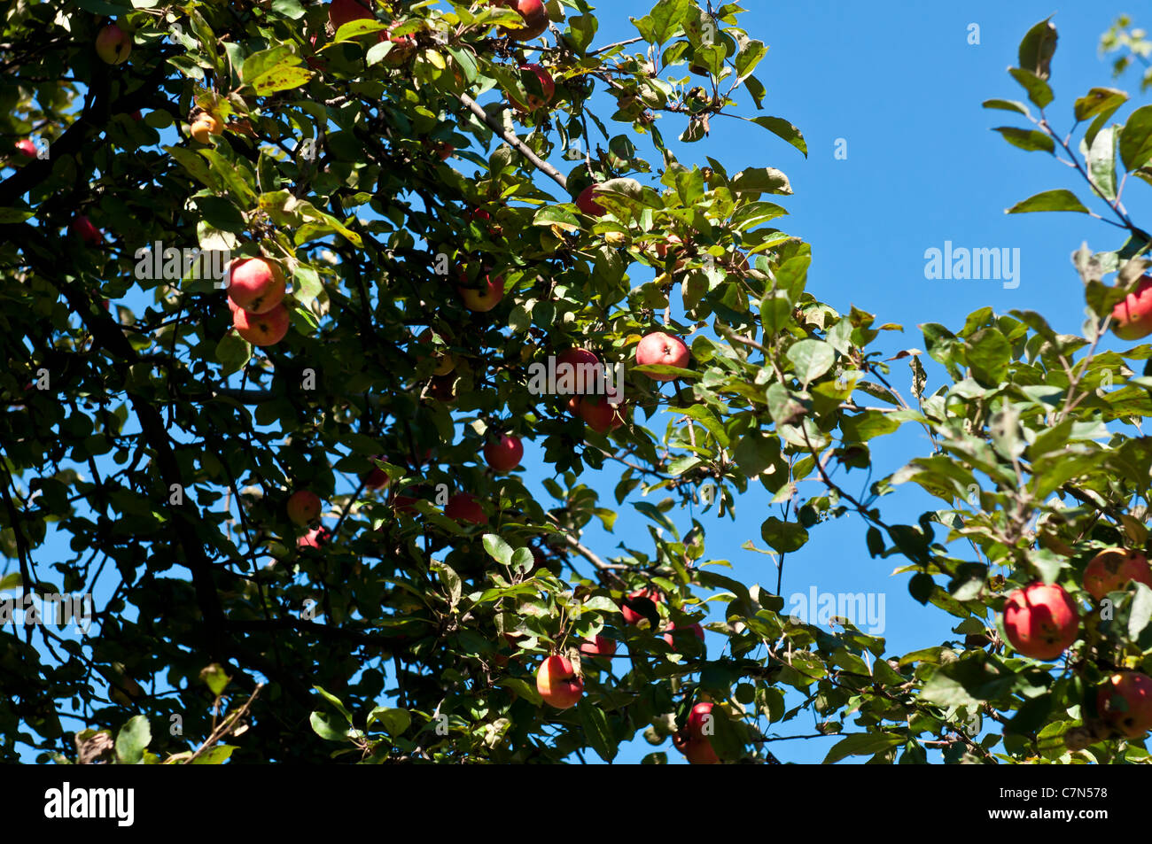 Red ripe apples on apple tree branch, blue sky background Stock Photo ...