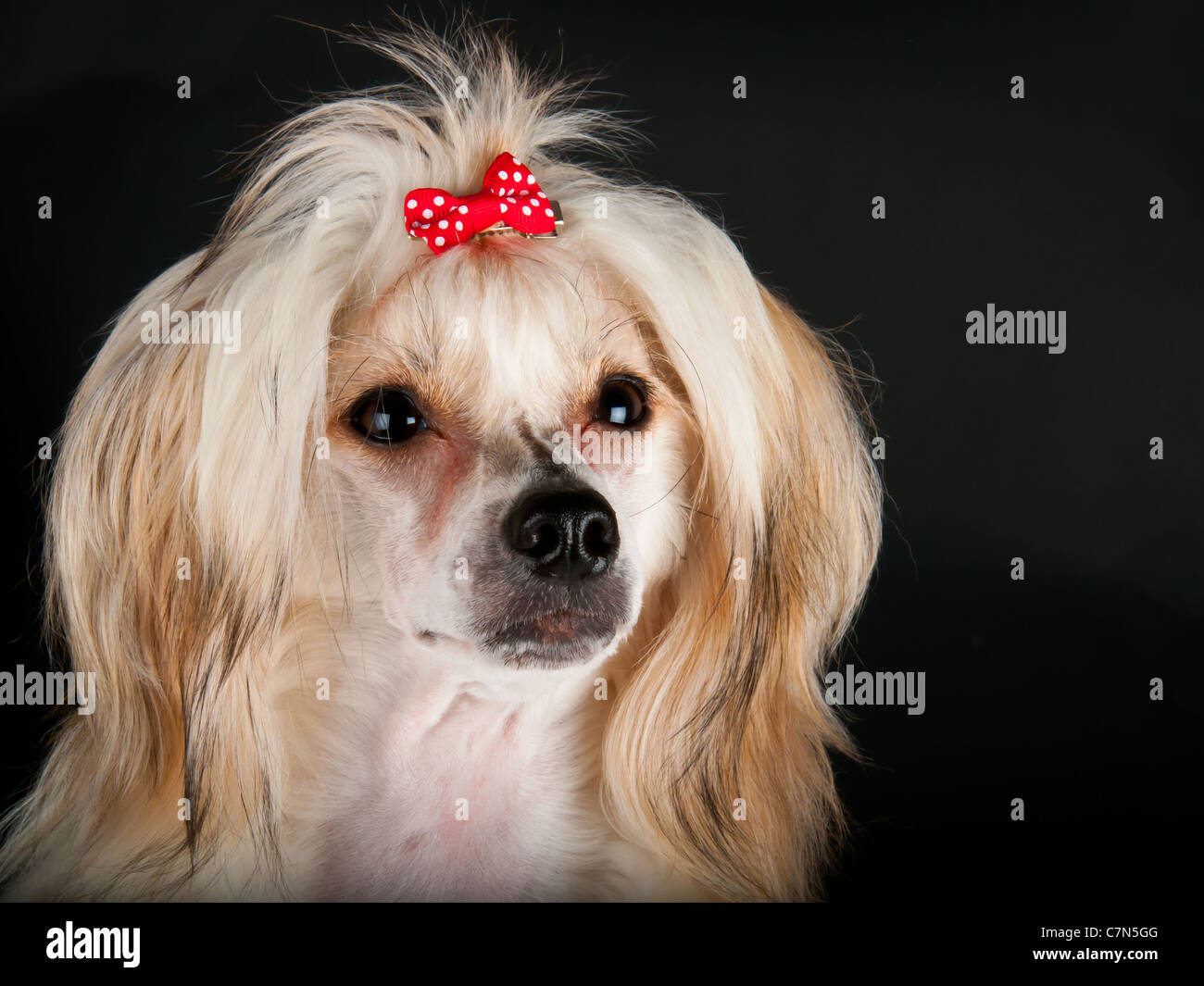 Powderpuff Powderpuff dog hi-res stock photography and images - Alamy