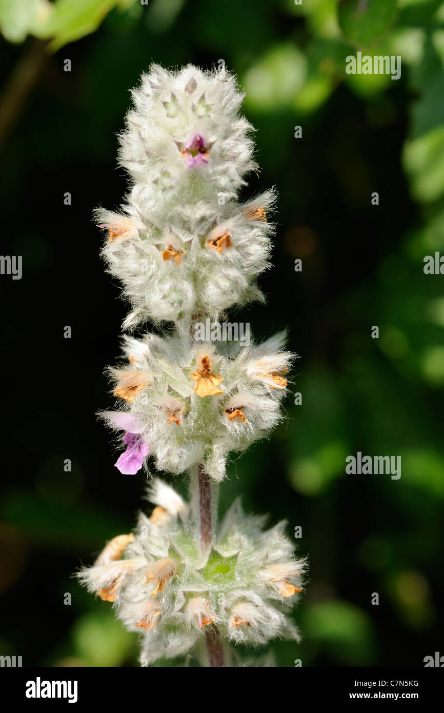 Downy Woundwort, stachys germanica Stock Photo