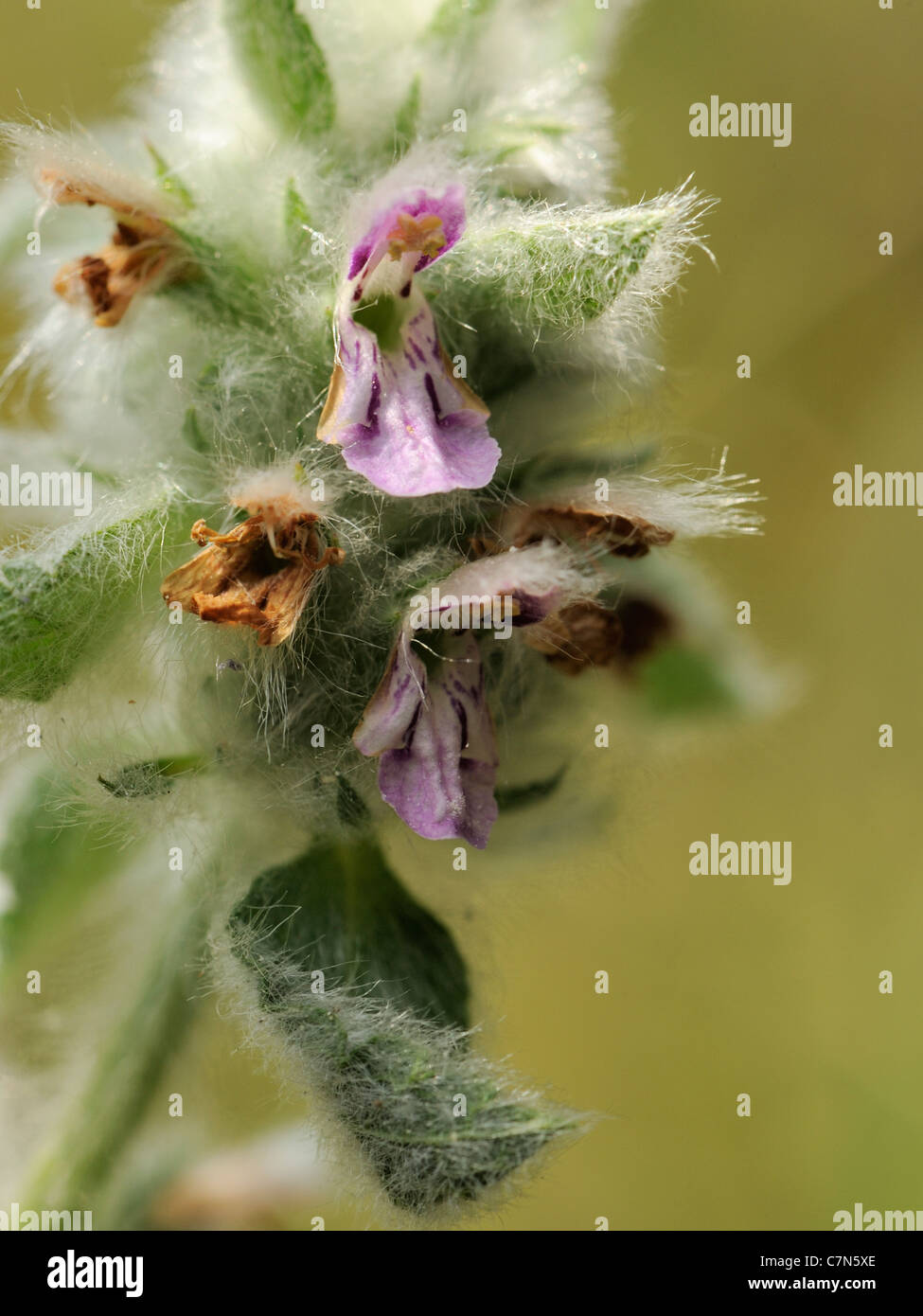 Downy Woundwort, stachys germanica Stock Photo
