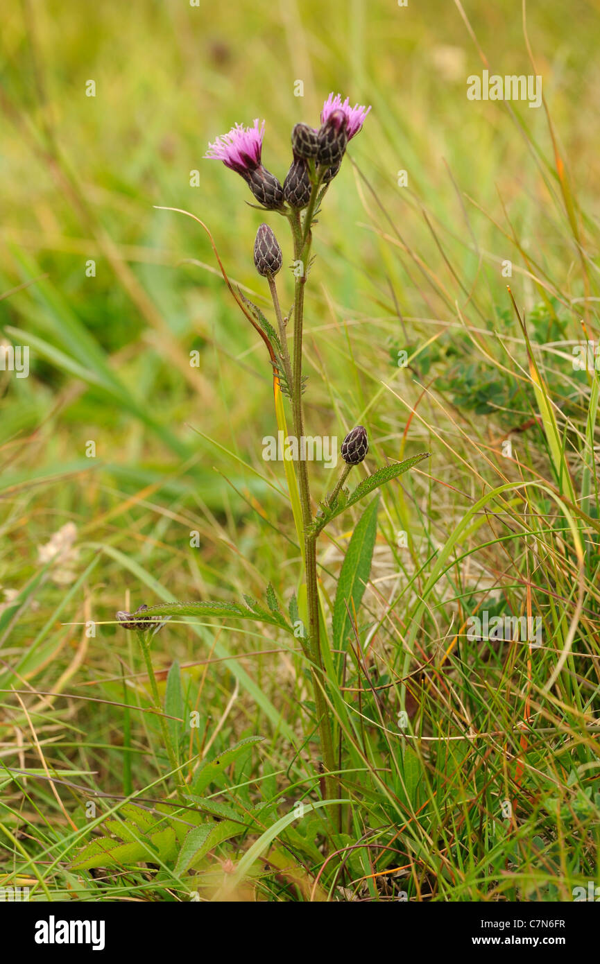 Saw-wort, serratula tinctoria Stock Photo